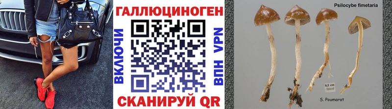 Купить  Тогучин  Галлюциногенные грибы Psilocybe 